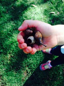 Child's hand holding gum nuts